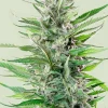 Fat Banana Feminized Esrar Tohumu (Royal Queen Seeds)