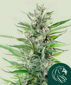 Fat Banana Feminized Esrar Tohumu (Royal Queen Seeds)