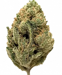 Fatso, kahve aroması ve rahatlatıcı etkileriyle bilinen Indica dominant bir türdür. Legend OG ve GMO Cookies genetiğini keşfedin ve eşsiz deneyimi görüntüleyin.