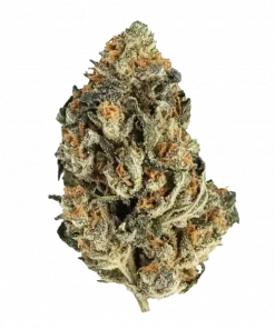 Red Pop, tatlı çilek aroması ve rahatlatıcı etkileriyle bilinen dengeli bir hibrit türüdür. Bu eşsiz türü keşfedin ve genetik yapısını görüntüleyin.