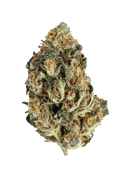 Red Pop, tatlı çilek aroması ve rahatlatıcı etkileriyle bilinen dengeli bir hibrit türüdür. Bu eşsiz türü keşfedin ve genetik yapısını görüntüleyin.