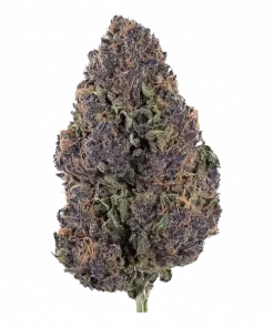 Fez, şeftali aromalı ve yüksek THC'li Indica baskın türdür. Öfori ve rahatlama sunar. Fez'in genetik yapısını ve eşsiz aromasını keşfedin.