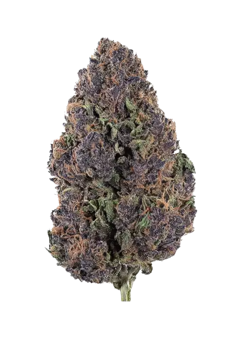 Fez, şeftali aromalı ve yüksek THC'li Indica baskın türdür. Öfori ve rahatlama sunar. Fez'in genetik yapısını ve eşsiz aromasını keşfedin.