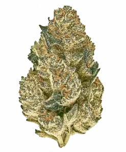 Fiber Optic, narenciye aromaları ve yüksek THC içeriğiyle öne çıkan Indica baskın bir türdür. Yaratıcılığı tetikleyen etkilerini keşfedin ve genetik yapısını görüntüleyin.