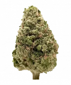 Fiestaz, meyvemsi aroması ve THC oranıyla öne çıkan dengeli bir hibrit türdür. Yaratıcılığı tetikleyen bu türün genetik yapısını keşfedin ve hemen görüntüleyin.