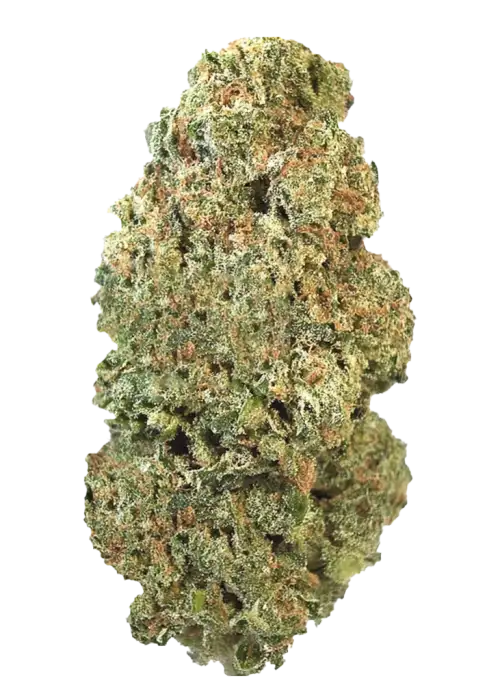 Fire Mints, sert limon aroması ve rahatlatıcı etkileriyle bilinen indica baskın bir türdür. Ağrı ve stresi azaltmaya yardımcı genetik yapısını keşfedin.