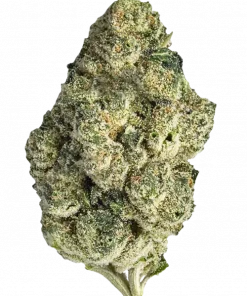 First Class Funk, yakıtımsı ve peynir aromalarıyla öne çıkan Indica dominant bir türdür. Yüksek THC içeriğiyle rahatlatıcı etkilerini keşfedin ve genetik yapısını görüntüleyin.