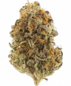 Flak Jacket, sert yakıtımsı aroması ve dengeli etkileriyle öne çıkan bir hibrit türdür. Yüksek THC içeriğiyle dikkat çeken bu türün genetik yapısını keşfedin.