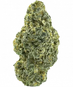 Flash Glue, yakıtımsı ve çam aromalarıyla öne çıkan, yüksek THC'li bir indica türüdür. Derin rahatlama ve uyku için ideal. Genetik yapısını keşfedin.