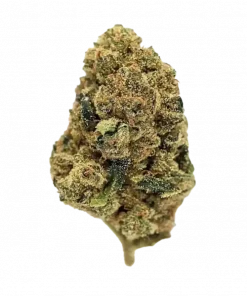 Florida OG, yakıtımsı ve çam aromalarıyla öne çıkan bir OG Kush fenotipidir. Enerjik etkileriyle bilinen bu türü keşfedin ve genetik yapısını görüntüleyin.