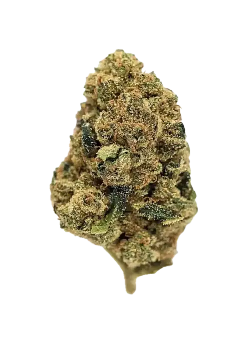 Florida OG, yakıtımsı ve çam aromalarıyla öne çıkan bir OG Kush fenotipidir. Enerjik etkileriyle bilinen bu türü keşfedin ve genetik yapısını görüntüleyin.