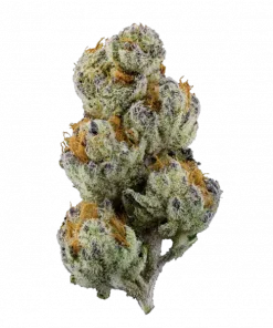 Forbidden Jelly, mentol aroması ve yüksek THC içeriğiyle öne çıkan dengeli bir hibrit türdür. Ağrı kesici etkileri ve lezzet profilini keşfedin.