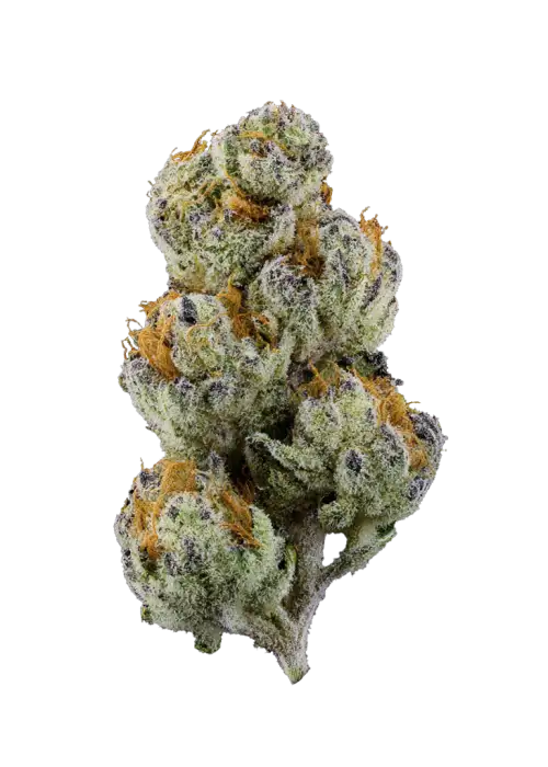 Forbidden Jelly, mentol aroması ve yüksek THC içeriğiyle öne çıkan dengeli bir hibrit türdür. Ağrı kesici etkileri ve lezzet profilini keşfedin.