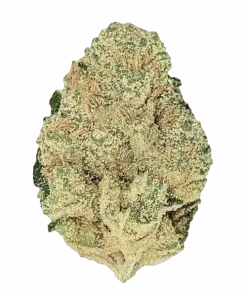 Forbidden Runtz, sert yakıtımsı aroması ve yüksek THC içeriğiyle bilinen Indica baskın bir türdür. Öforik etkilerini ve genetik yapısını keşfedin.