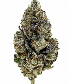 Forbidden Runtz Auto, sert yakıtımsı aroması ve yüksek THC içeriğiyle öne çıkan bir Indica türüdür. Dengeli etkilerini ve genetik yapısını keşfedin.