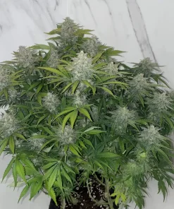 Forbidden Runtz Auto Fem Esrar Tohumu (Fast Buds)