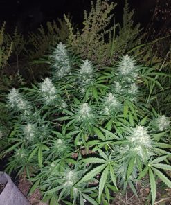 Forbidden Runtz Auto Fem Esrar Tohumu (Fast Buds)