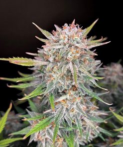 Forbidden Runtz Auto Fem Esrar Tohumu (Fast Buds)