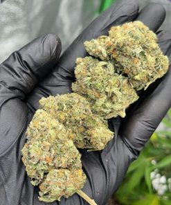 Forbidden Runtz Auto Fem Esrar Tohumu (Fast Buds)