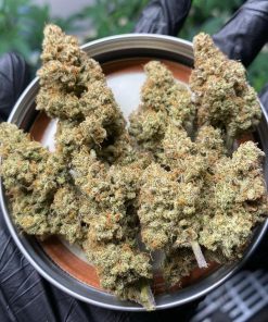 Forbidden Runtz Auto Fem Esrar Tohumu (Fast Buds)