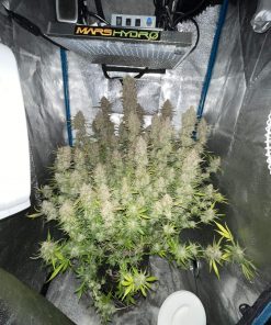 Forbidden Runtz Auto Fem Esrar Tohumu (Fast Buds)