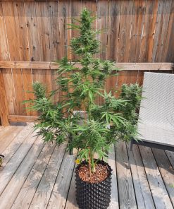 Forbidden Runtz Auto Fem Esrar Tohumu (Fast Buds)