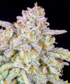 Forbidden Runtz Auto Fem Esrar Tohumu (Fast Buds)