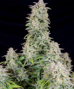 Forbidden Runtz Auto Fem Esrar Tohumu (Fast Buds)