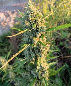 Forbidden Runtz Auto Fem Esrar Tohumu (Fast Buds)