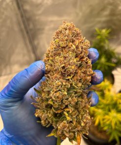 Forbidden Runtz Auto Fem Esrar Tohumu (Fast Buds)