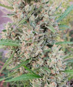 Forbidden Runtz Auto Fem Esrar Tohumu (Fast Buds)