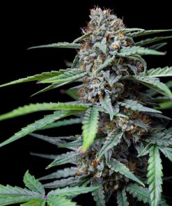 Forbidden Runtz Auto Fem Esrar Tohumu (Fast Buds)