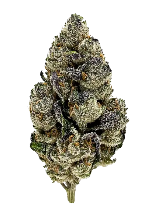 Forbidden Runtz Auto, sert yakıtımsı aroması ve yüksek THC içeriğiyle öne çıkan bir Indica türüdür. Dengeli etkilerini ve genetik yapısını keşfedin.