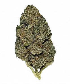 Formula One, yakıtımsı aroması ve THC oranıyla öne çıkan dengeli bir hibrit türdür. Enerjik etkileriyle yaratıcılığınızı keşfedin. Genetik yapısını görüntüleyin.