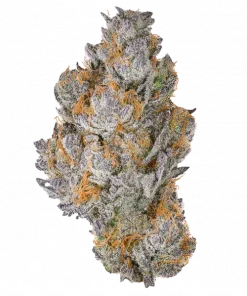 Fort Lauderdale, greyfurt aroması ve dengeli etkisiyle öne çıkan bir hibrit türdür. Yaratıcılığı artıran ve rahatlama sağlayan bu özel türü keşfedin.