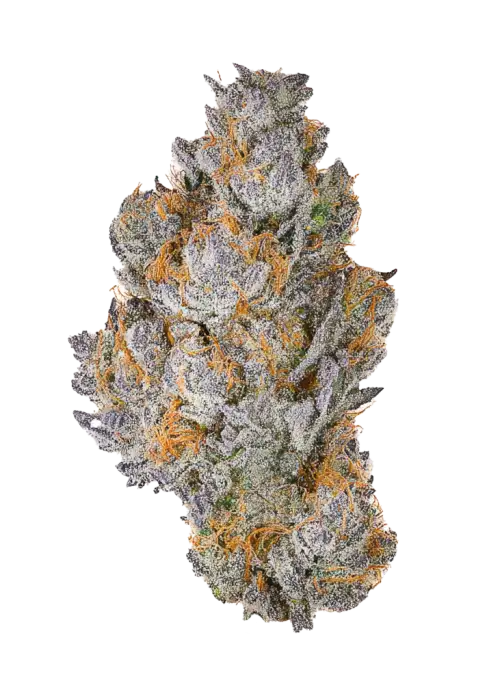 Fort Lauderdale, greyfurt aroması ve dengeli etkisiyle öne çıkan bir hibrit türdür. Yaratıcılığı artıran ve rahatlama sağlayan bu özel türü keşfedin.