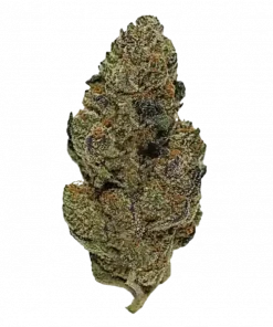 Fortune Cookies, bal ve vanilya aromalarıyla öne çıkan Sativa baskın bir türdür. Yaratıcılığı tetikleyen genetik yapısını keşfedin ve etkilerini görüntüleyin.