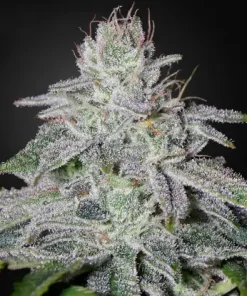 Franco's Lemon Cheese Feminized Esrar Tohumu (Green House Seed Co.)