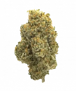 Freakshow, yakıtımsı aroması ve THC içeriğiyle öne çıkan Sativa baskın bir türdür. Enerji verici etkilerini ve genetik yapısını keşfedin.