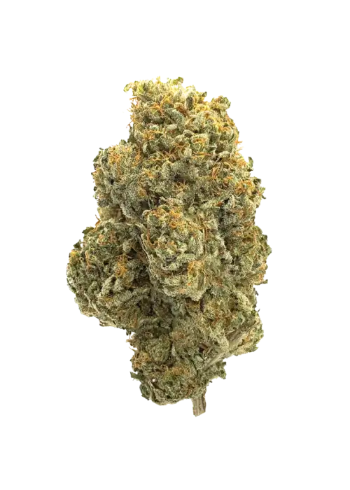 Freakshow, yakıtımsı aroması ve THC içeriğiyle öne çıkan Sativa baskın bir türdür. Enerji verici etkilerini ve genetik yapısını keşfedin.