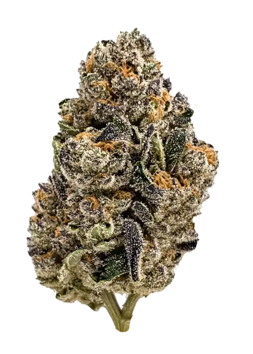 French Cookies, tatlı aroması ve enerjik etkileriyle bilinen Sativa baskın bir türdür. Orta seviyedeki THC içeriğiyle öne çıkar. Genetik yapısını keşfedin.