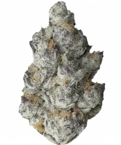 FKAFL, yakıtımsı aroması ve yüksek THC içeriğiyle öne çıkan dengeli bir hibrit türdür. Stres ve ağrı için ideal. Genetik yapısını keşfedin ve görüntüleyin.