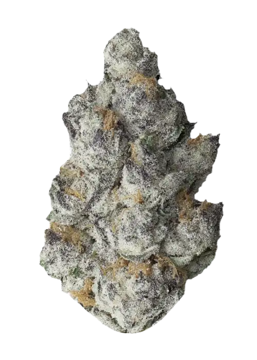 FKAFL, yakıtımsı aroması ve yüksek THC içeriğiyle öne çıkan dengeli bir hibrit türdür. Stres ve ağrı için ideal. Genetik yapısını keşfedin ve görüntüleyin.