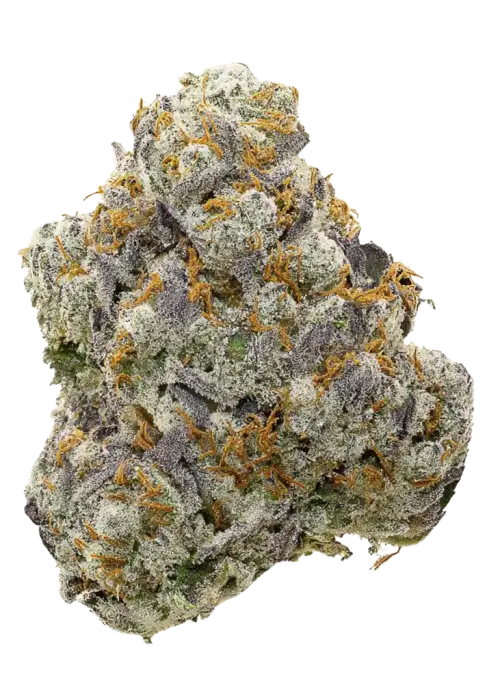 Fresca Melon, tatlı kavun aroması ve dengeli etkisiyle öne çıkan bir hibrit türdür. Stres ve ağrıya iyi gelir. Genetik yapısını keşfedin ve hemen görüntüleyin.