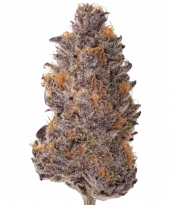 Frisian Dew, meyvemsi ve skunk aromalarıyla öne çıkan dengeli bir hibrit türdür. Stresi azaltan ve rahatlatan etkileri keşfedin. Hemen görüntüleyin.