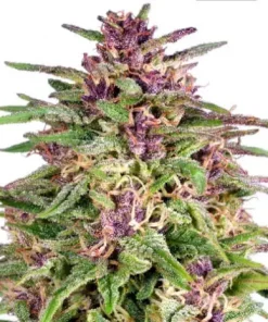 Frisian Dew Feminized Esrar Tohumu (Dutch Passion)