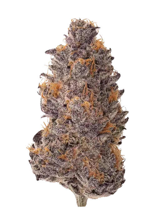 Frisian Dew, meyvemsi ve skunk aromalarıyla öne çıkan dengeli bir hibrit türdür. Stresi azaltan ve rahatlatan etkileri keşfedin. Hemen görüntüleyin.