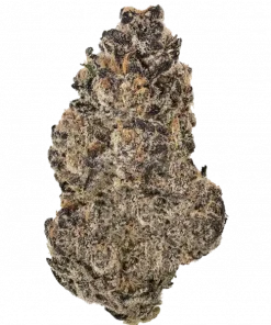 Fritter Banger, tatlı elma aroması ve rahatlatıcı etkisiyle öne çıkan dengeli bir hibrit türdür. Yüksek THC içeriğiyle dikkat çeker. Özelliklerini keşfedin.