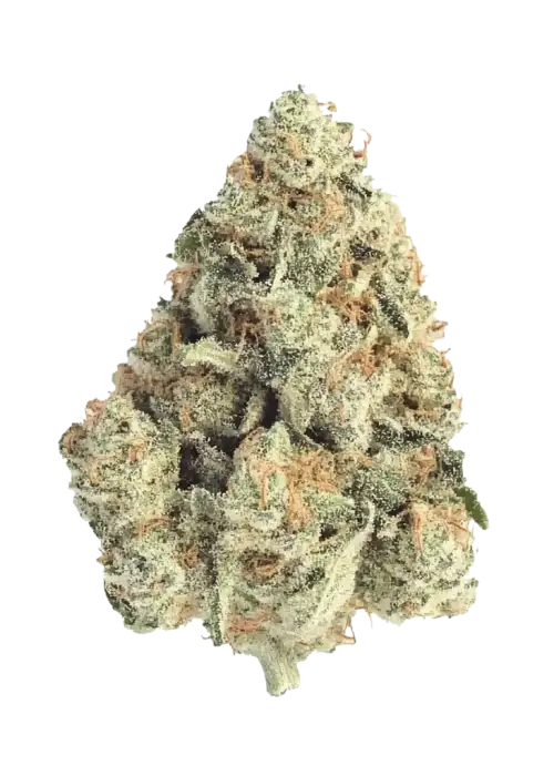 Frostbanger Auto, yakıtımsı ve meyvemsi aromaları ile THC içeren Indica dominant bir türdür. Güçlü etkilerini keşfedin ve eşsiz genetiğini görüntüleyin.