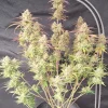 Frostbanger ™ Auto Fem Esrar Tohumu (Fast Buds)